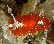 Photo: B. & S. Koretz; see discussion in Sea Slugforum